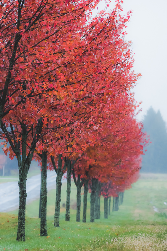 Row of red-leaved trees in autumn