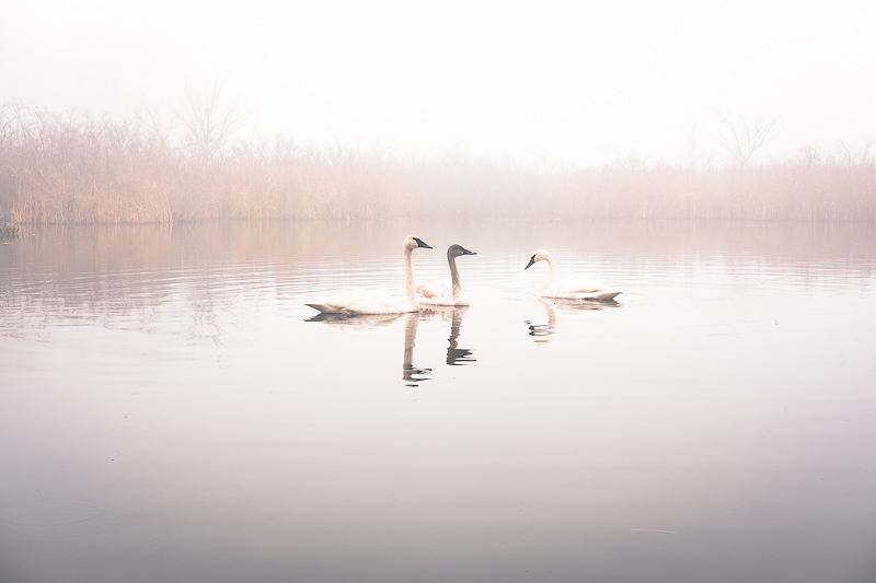 Three trumpeter swans in the mist
